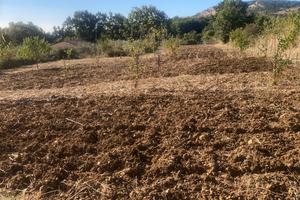 Terreno località Gisa Petralia sottana