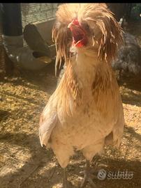 Gallo Padovano