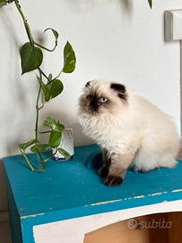 Cucciola dolce