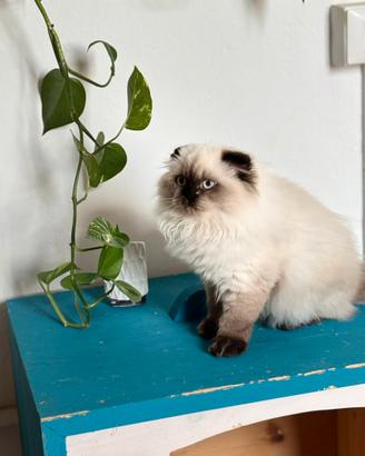Cucciola dolce