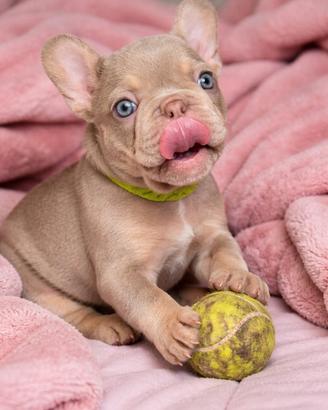 Bulldog francese esotico New Shade Femmine