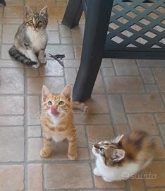 Gattini giocherelloni