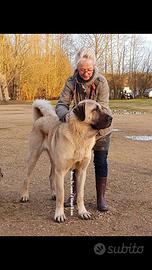 Kangal