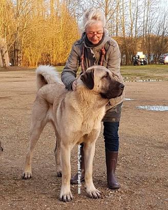 Kangal