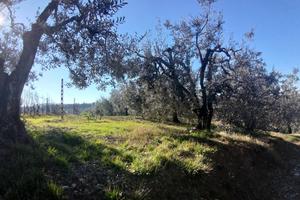 Terreno Agricolo Montelupo Fiorentino [1/0262VCG]