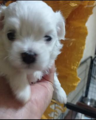 Maltese