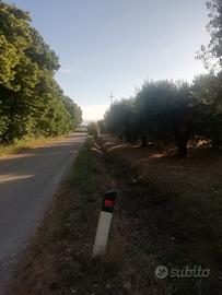 Oliveto