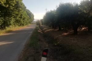 Oliveto