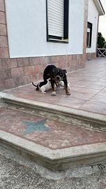 American bully
