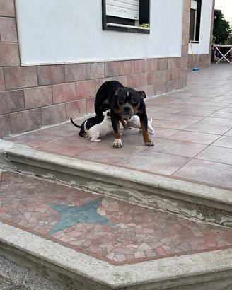 American bully