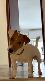 Jack Russell di 8 mesi