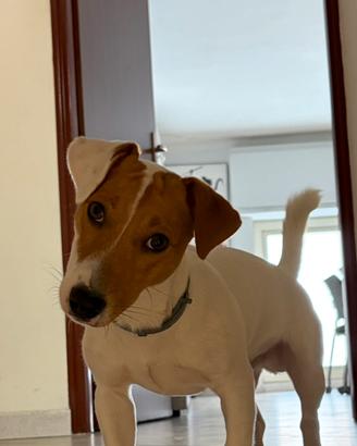 Jack Russell di 8 mesi