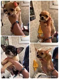 Chihuhua