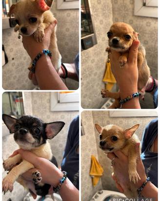 Chihuhua