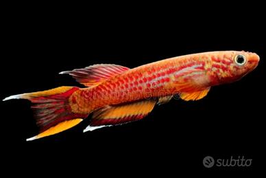 Aphyosemion australe