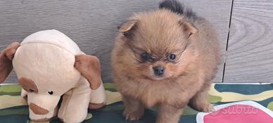 Spiz di pomerania