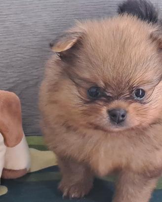 Spiz di pomerania