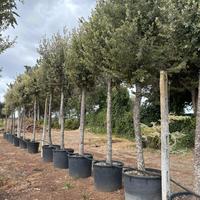 Pianta quercus ilex leccio altezza 400/450 cm