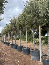 Pianta quercus ilex leccio altezza 400/450 cm