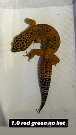 Geco Leopardino