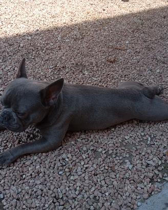 Cessione cane
