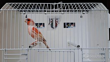 Canarino Rosso Mosaico