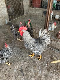 Gallo amrock