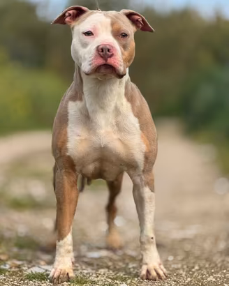 Pitbull
