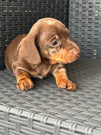 Il bassotto tedesco cucciolini