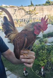 Galletti Serama europei