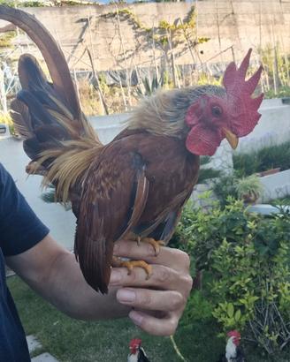 Galletti Serama europei