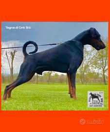 Dobermann Cuccioli Alta Genealogia