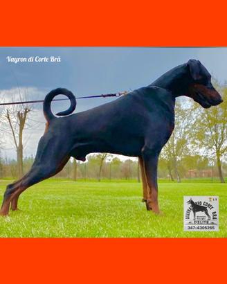 Dobermann Cuccioli Alta Genealogia