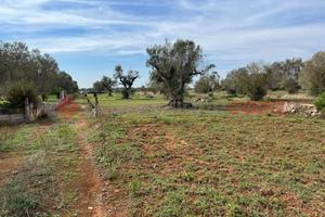 Terreno Agricolo Manduria [1117VCG]