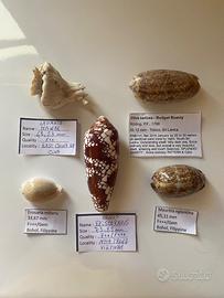 Collezione di conchiglie 