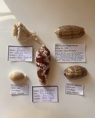Collezione di conchiglie 