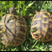 Tartaruga