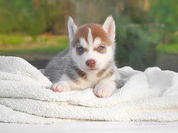 Cucciolo di husky con PEDIGREE