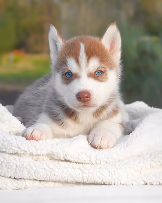 Cucciolo di husky con PEDIGREE