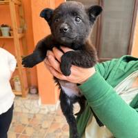 Cucciola taglia medio piccola