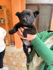 Cucciola taglia medio piccola