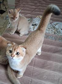 Gattini scottish fold campania con pedigree