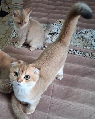 Gattini scottish fold campania con pedigree