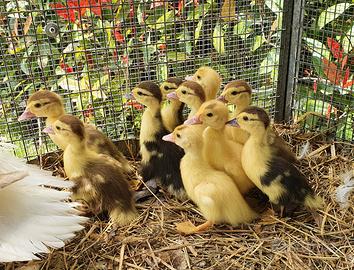 Anatroccoli anatra muta