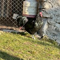 Gallo australorp