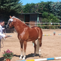 Stallone haflinger 36 mesi