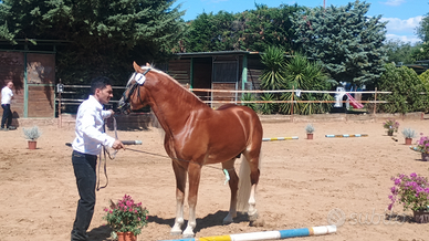 Stallone haflinger 36 mesi