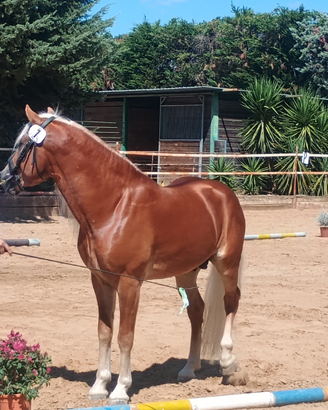 Stallone haflinger 36 mesi