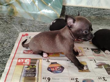 Cuccioli di chihuahua