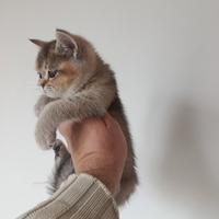 Cucciola di gattina scottish straight